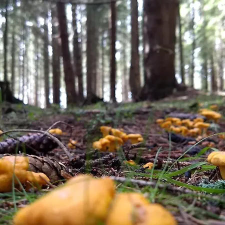 Am Rettlhof * Sankt Peter am Kammersberg