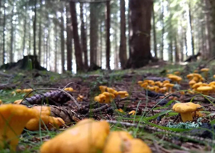 Am Rettlhof * Sankt Peter am Kammersberg